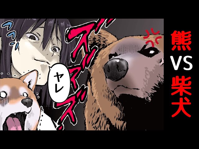 熊に遭遇し戦いを挑む柴犬【世界の終わりに柴犬と切り抜き / アニメ