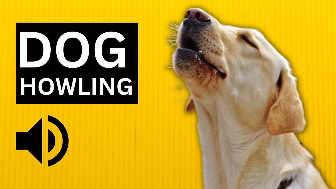 Dog Howling Sound to make your Dog Howl HD Sound Effect - YouTube