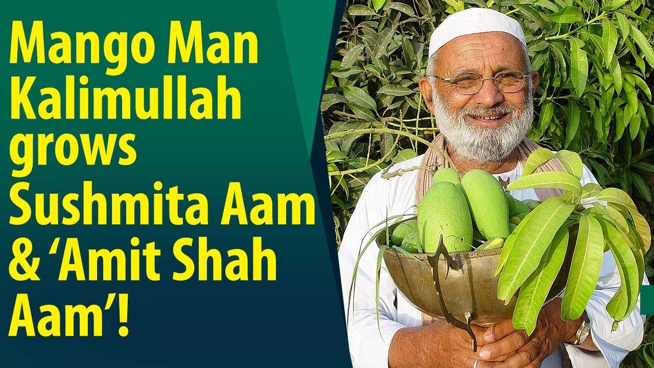 India's Mangoman Haji Kalimullah Khan names new varieties of mangoes! -  YouTube