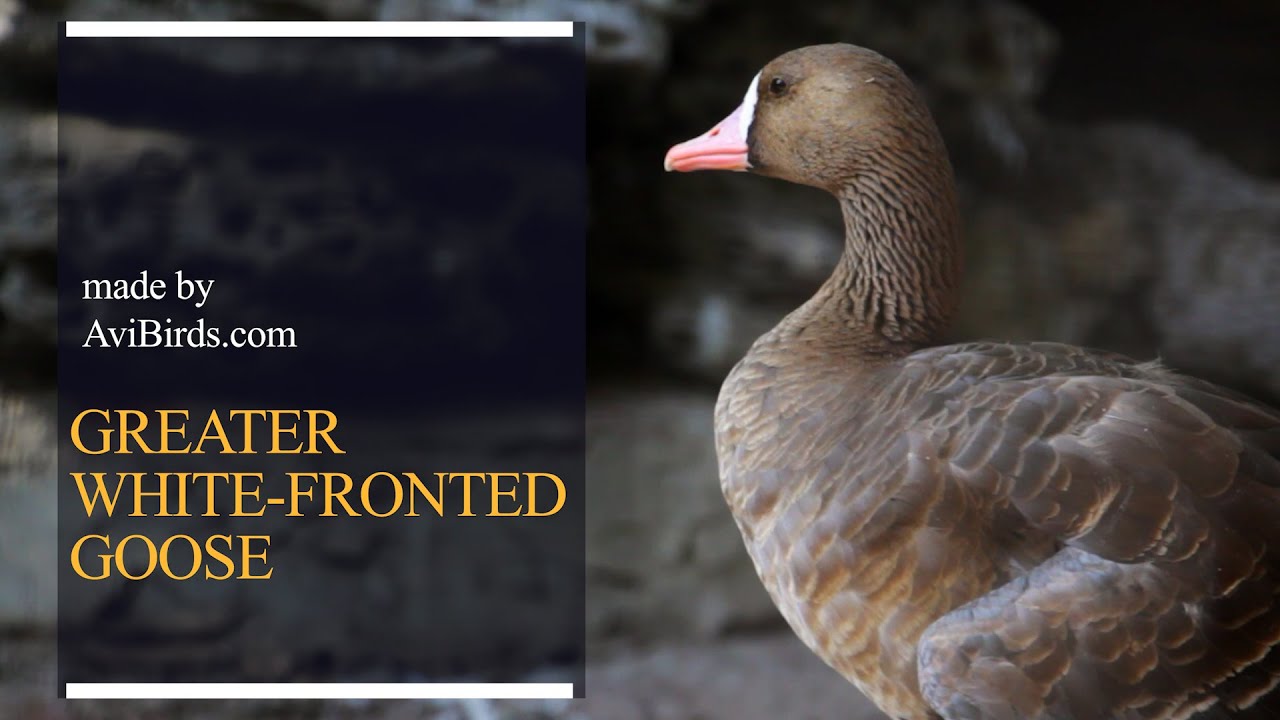 Greater White-Fronted Goose [Anser Albifrons]