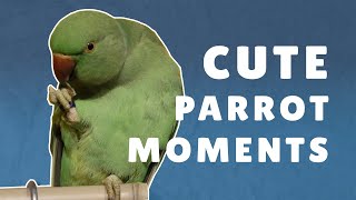 Cute Moments of Baby Parrot! Luna The Talking Indian Ring-Neck Parrot screenshot 5