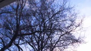 Watch Owen A Bird In Hand video