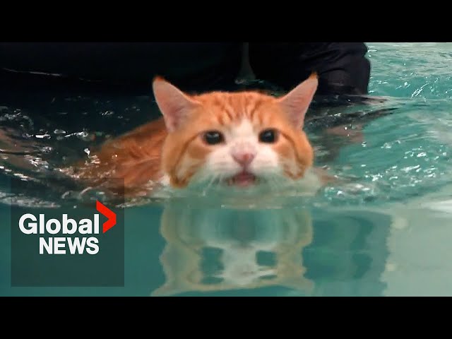 Fat cat Peaches makes splash on TikTok over weight loss routine class=