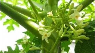 Download Lagu Pucuk pepaya pahit tapi menyehatkan MP3