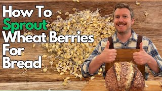 Easy Sprouting: Wheat Berries For Your Bread | No Special Tools Required!