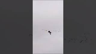 40 yard flying bow shot requires 30 foot leed.  Smoked Him!