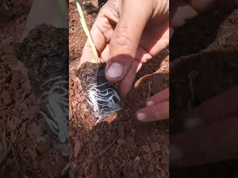 زراعة الثوم 