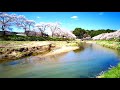 20210411小野町「夏井川千本桜」