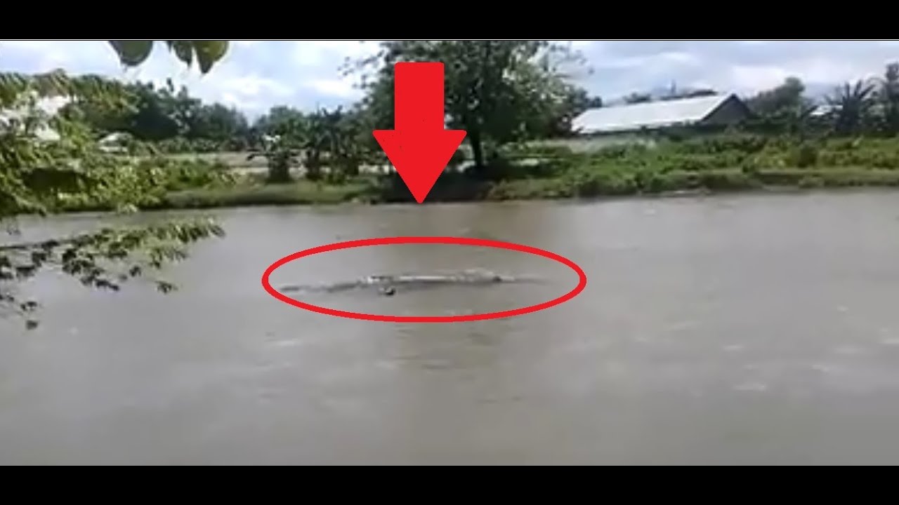 88 Koleksi Foto Penampakan Buaya Putih Terbaik