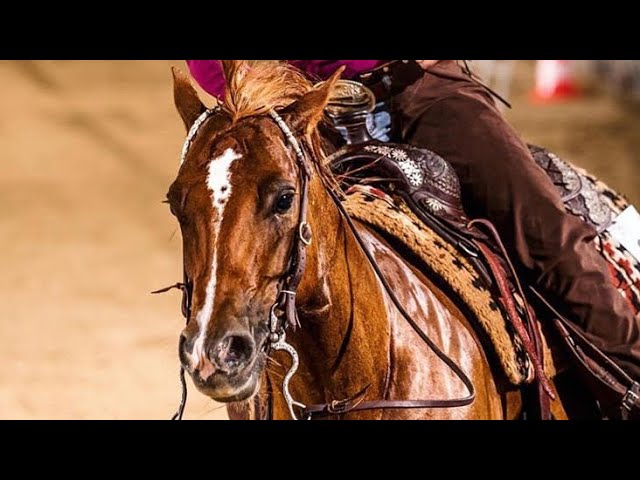 Whatever it takes || Barrel racing music video class=