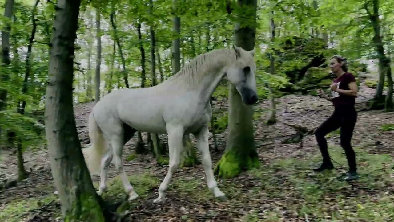 Hector horses for film and commercial