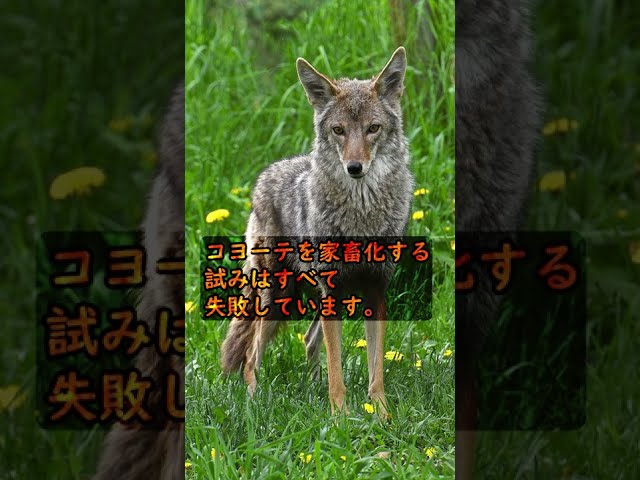ヨコーテ
