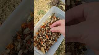 Save Money in the Garden by Saving Seeds from your Marigolds Every Year! Save Money in the Garden by Saving Seeds from your Marigolds Every Year!