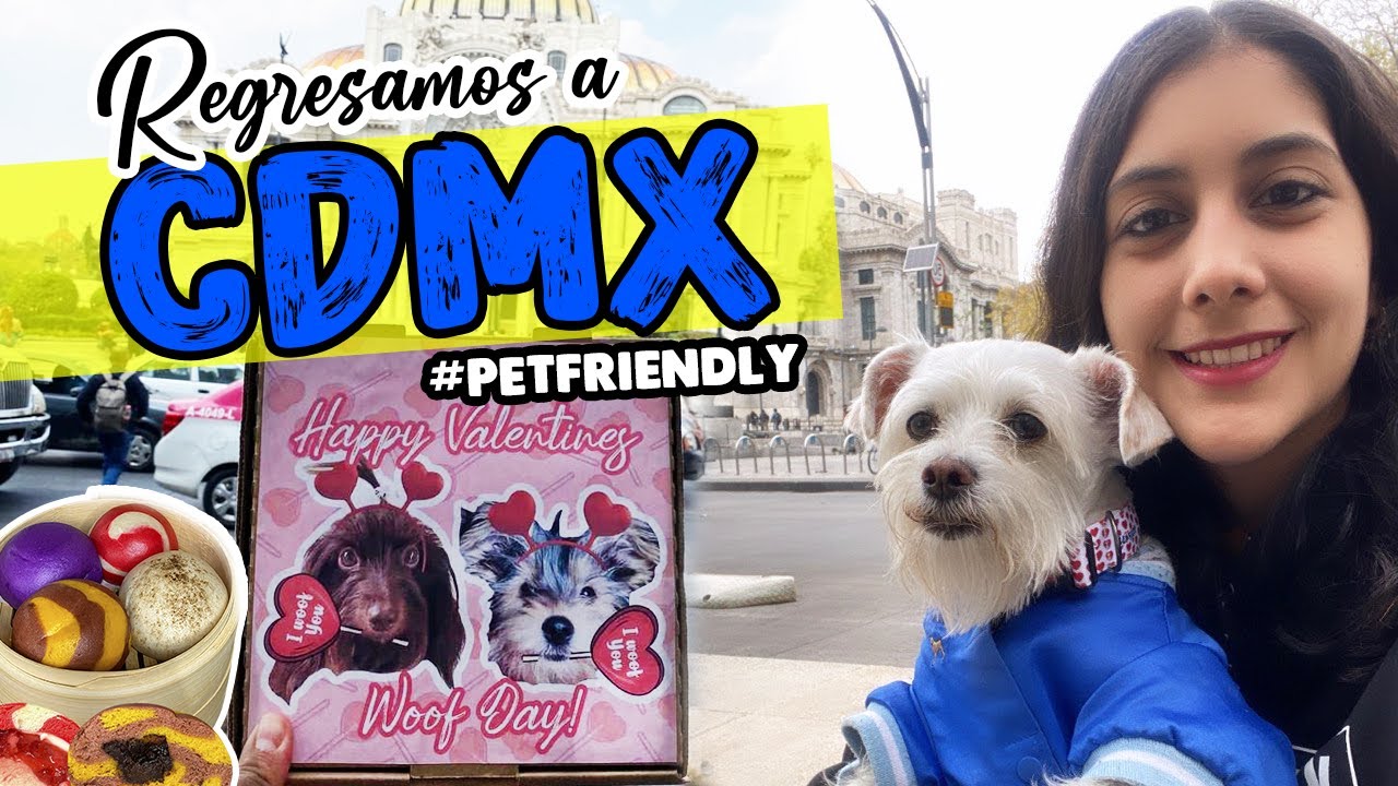 Nos hospedamos en un hotel "PET FRIENDLY" en CDMX🐶🐾