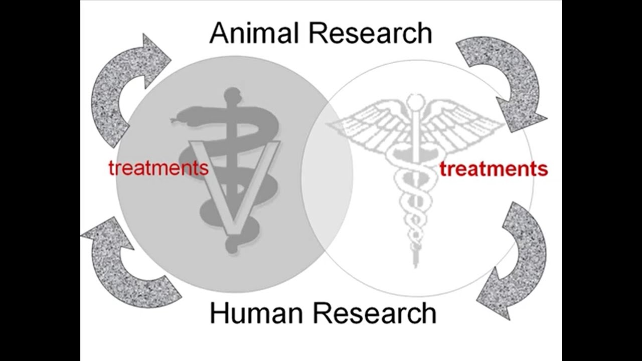 Applications in Animals Clinical Trials in Ghana YouTube