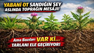 İstilacı Yabani Otlar | Tarladaki Gerçek Düşman!