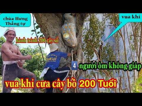 Video Vua Khỉ Đi Cưa Cây Bồ Đề Siêu To 200 Năm Có Con Cắt Kè... - youtube