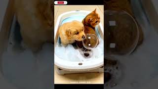 Golden Retriever vs. Grumpy Cat: The Ultimate Bath Time War! 🤣🚿#shorts ​#FunnyPets #CatVsDog