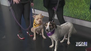 Adopt-A-Pet: MCP Rescue