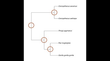 How to perform phylogenetically independent contrasts