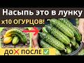 3 Years No Cucumbers Neighbor S SECRET Buckets Till October 