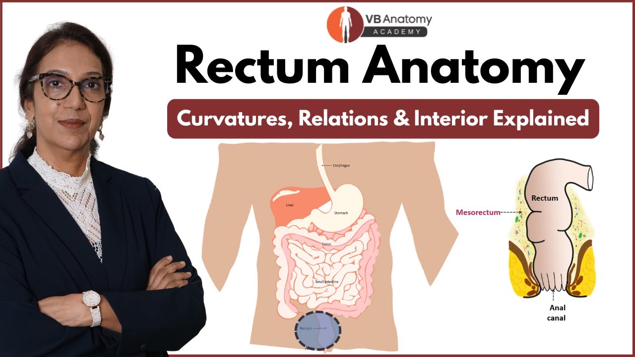 Gross Anatomy of Rectum | Curvatures, Relations, and Interior Explained ...