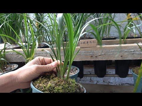 两个方法配合，兰花发芽又多又壮，运用得好你就成大师