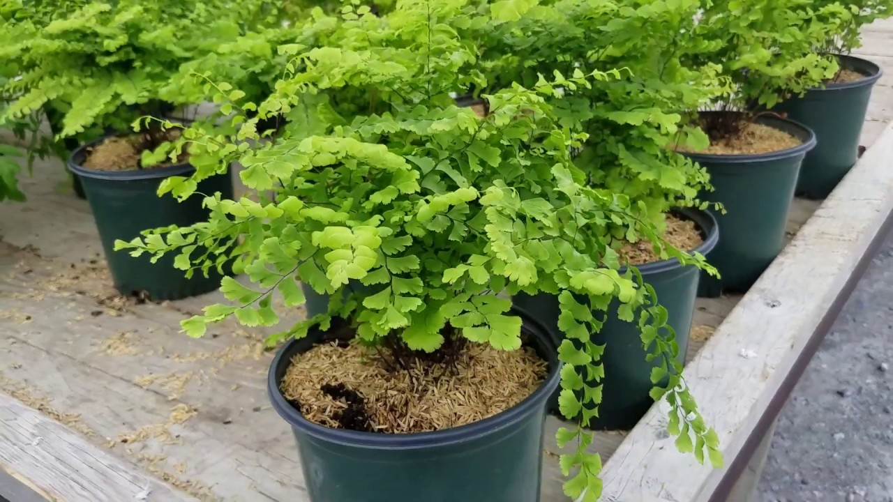 Best Garden Ferns - Adiantum pedatum (Maidenhair Fern)