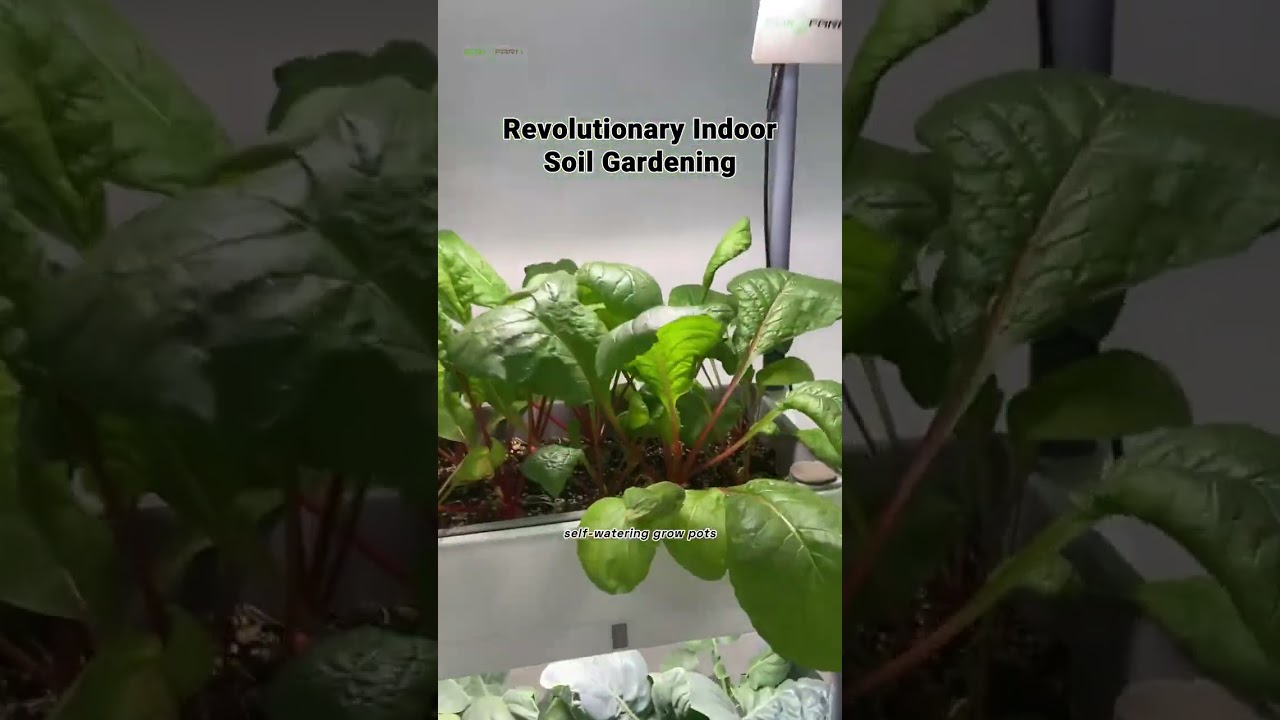 Transform Your Home into a Green Oasis with Self-Watering Grow Pots!