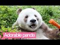 Meet the Only Living Panda with Brown and White Fur