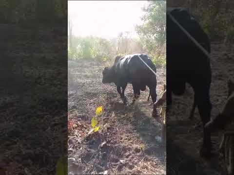 Gwerasa Jitenge Mamro Mbogoma Ujumbe Bho Nziku Pande Za Tunduru 