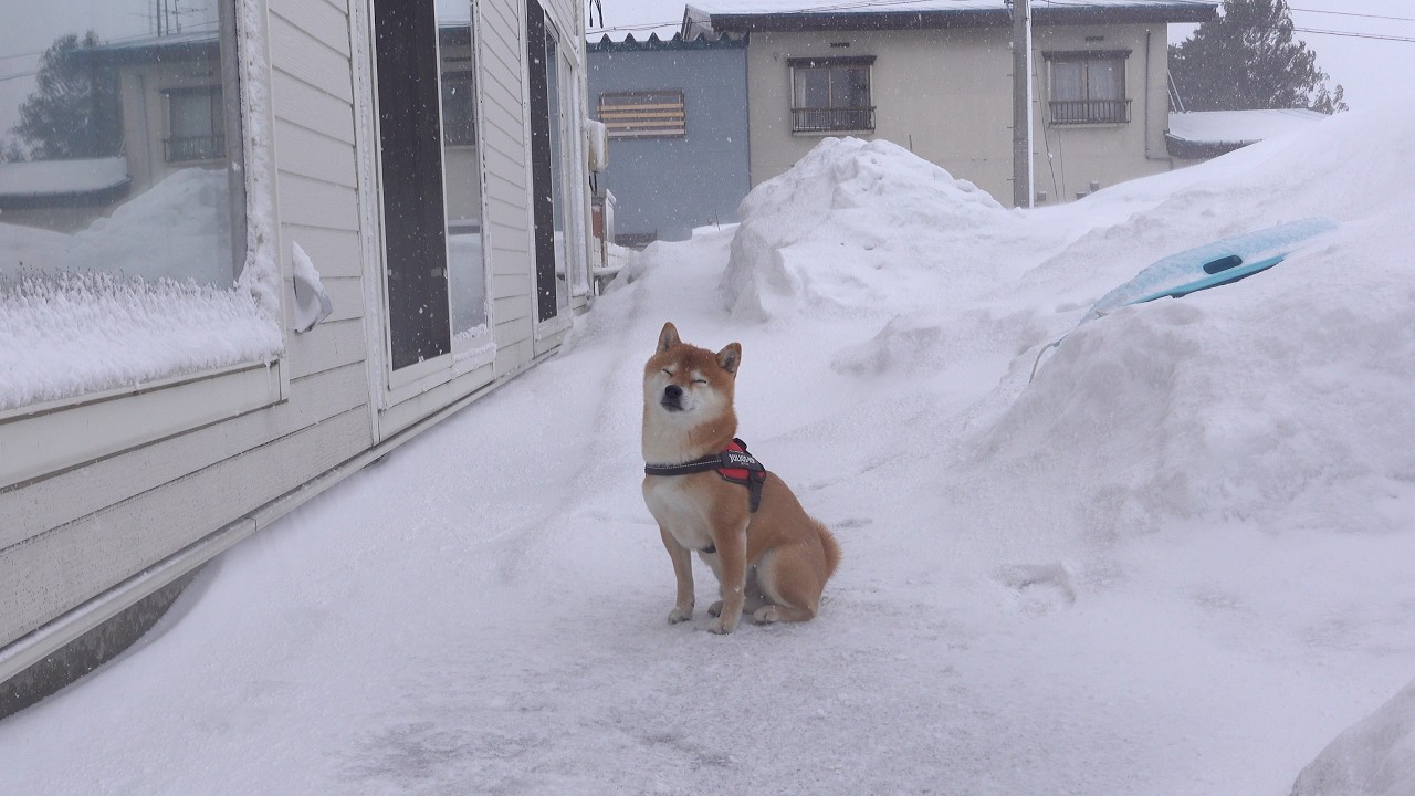 柴犬は猛吹雪で散歩を断念しました…