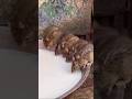 معبد الفئران في الهند