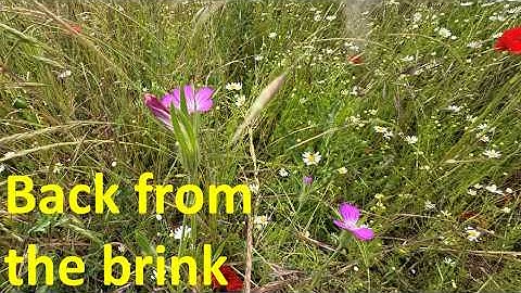 Conservation of arable plants