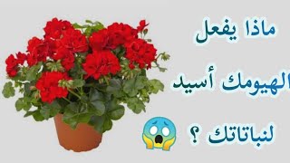 |سحر النبات | ? طريقة تسميد النباتات في المنزل ☘?