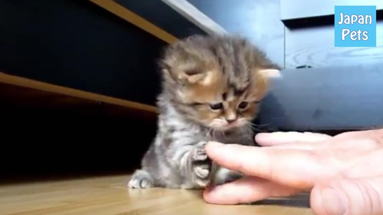 pets at home 飼い主さんの手と夢中で戦っている姿がとっても可愛い子猫ちゃん - Japan Pets
