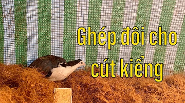 Nuôi Cút kiểng tự ấp trứng giai đoạn ghép đôi