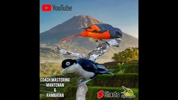 suara burung rambatan & mantenan