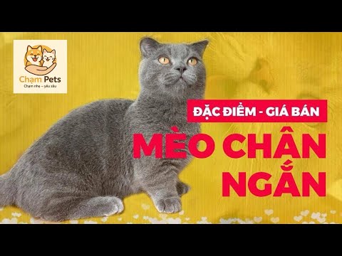 Video Mèo Munchkin chân ngắn tai cụp giá bao nhiêu? Mua Mèo... - youtube