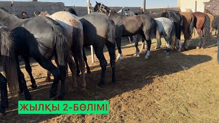 картинка: Жылқы 2-Бөлім 08.10.25ж.