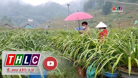 Nâng cao tiêu chí thu nhập tại các xã xây dựng nông thôn mới nâng cao | THLC