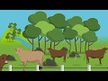 Video Animación de Ganadería Sostenible en Chiapas