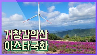 감악산,아스타꽃,아스타축제,아스타국화,감악산아스타국화축제,거창여행,거창여행지,거창여행추천,아스타꽃말