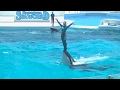 ◆鴨川シーワールド　シャチパフォーマンス（2019．06．16）11：30~ ◆