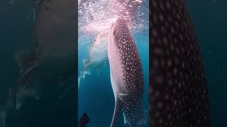 Gözəl Baliqlar ...