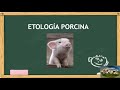 Etología aplicada a porcinos