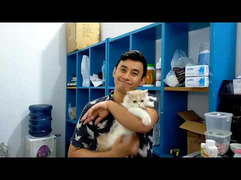 Video: Gestrenol Untuk Kucing: Arahan Penggunaan, Titisan Dan Tablet, Petunjuk Dan Kontraindikasi, Ulasan, Kos Dan Analog