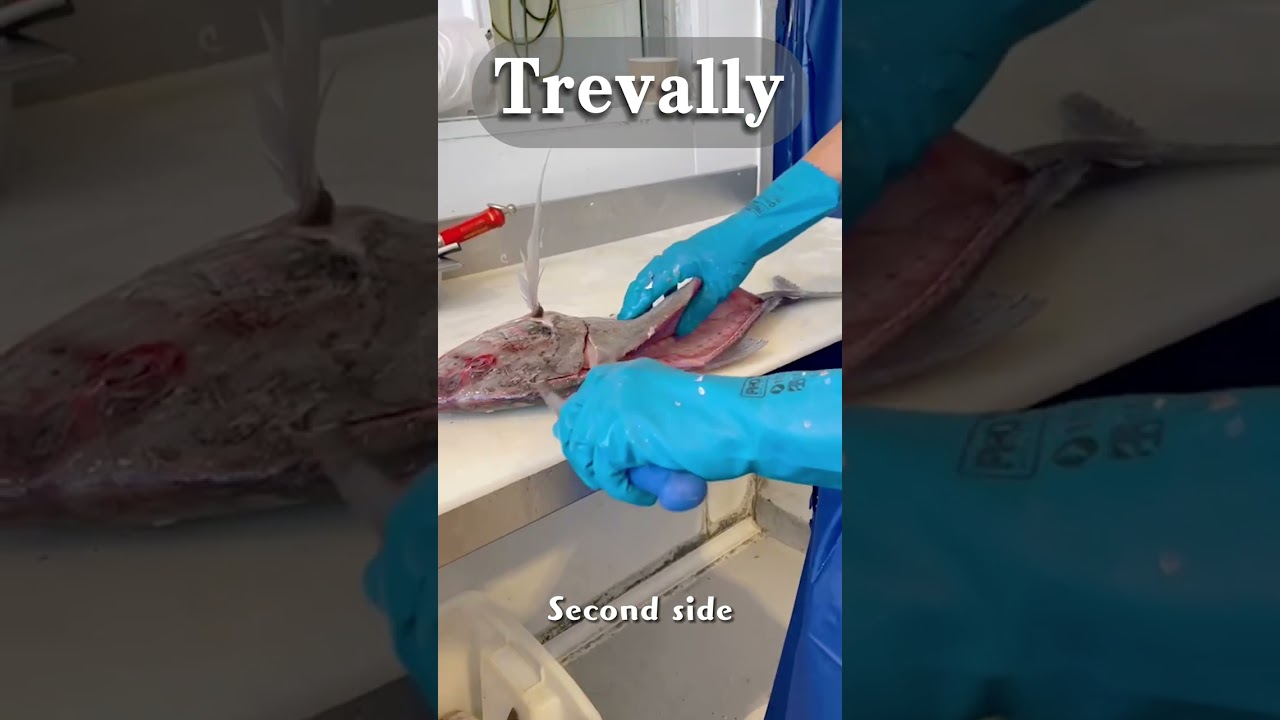 Trevally filleting the second side by Left-handed filleter Mr. A 