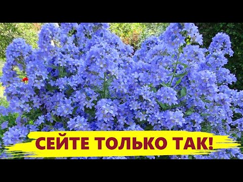 СЕЙТЕ КОЛОКОЛЬЧИКИ ТОЛЬКО ТАК! Цветы колокольчики из семян, посев, посадка колокольчиков
