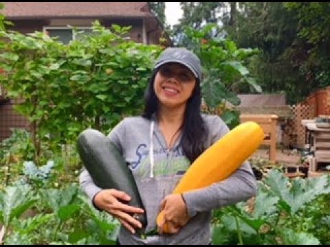 Video: Pacific Northwest Gardens: Ağustos Ayı Bahçenizin Yapılacaklar Listesi